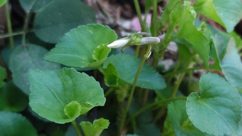 タチツボスミレの花 横浜市旭区大池町こども自然公園