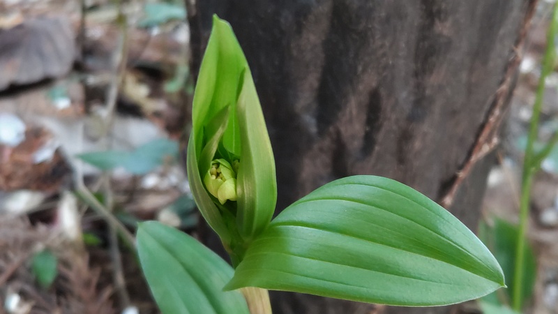 ホウチャクソウ 横浜市旭区大池町こども自然公園