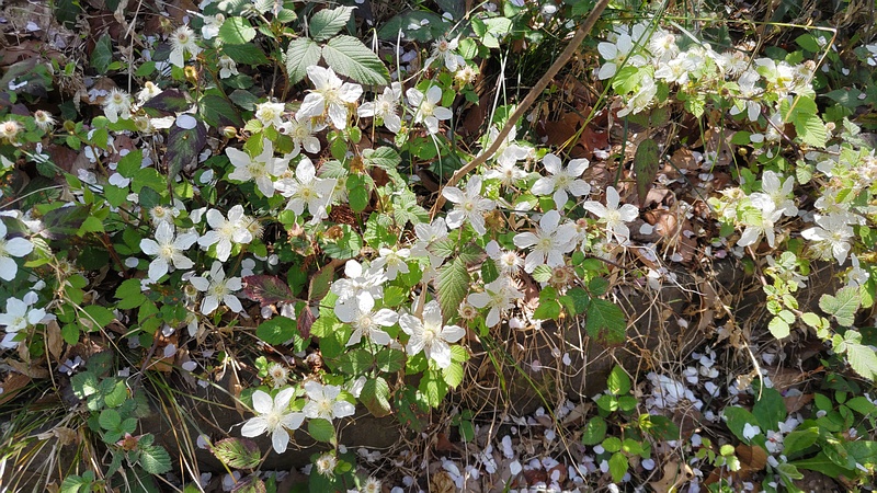 クサイチゴの花 横浜市旭区大池町こども自然公園