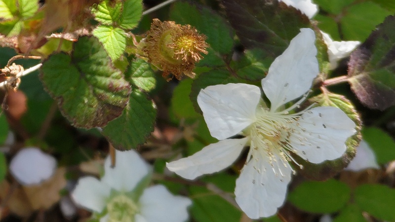 クサイチゴの花 横浜市旭区大池町こども自然公園