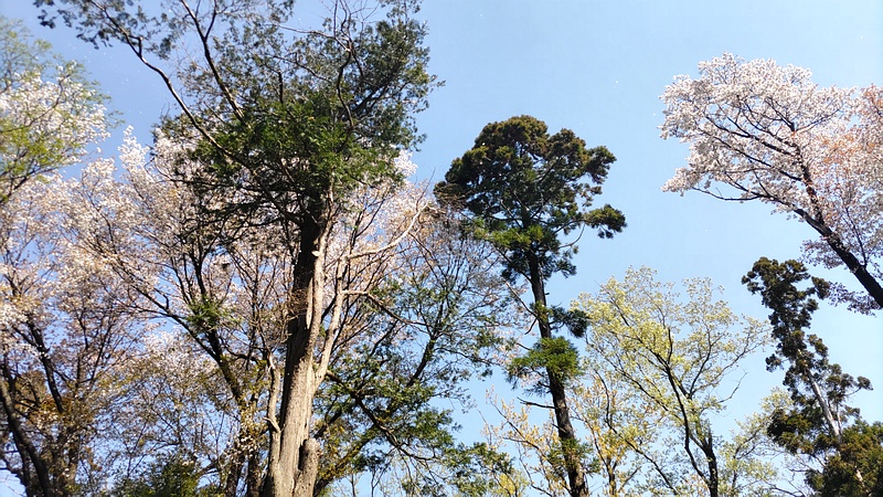 ソメイヨシノ 横浜市旭区大池町こども自然公園