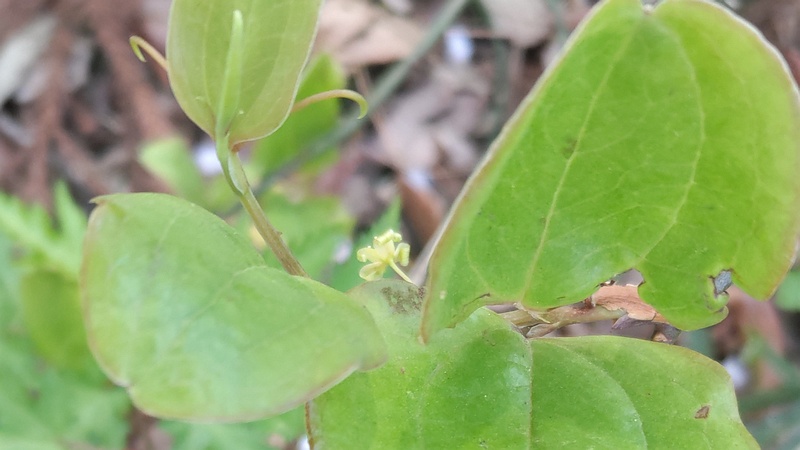 サルトリイバラの花 横浜市旭区大池町こども自然公園
