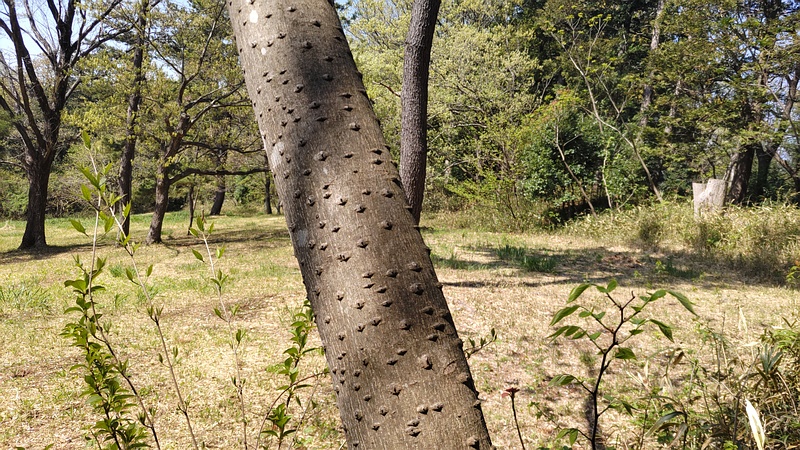 カラスザンショウ 横浜市旭区大池町こども自然公園