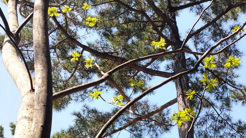 カラスザンショウ 横浜市旭区大池町こども自然公園