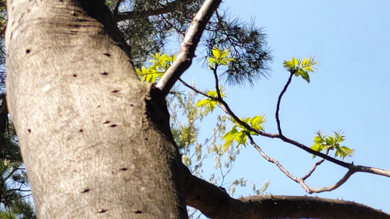 カラスザンショウ 横浜市旭区大池町こども自然公園