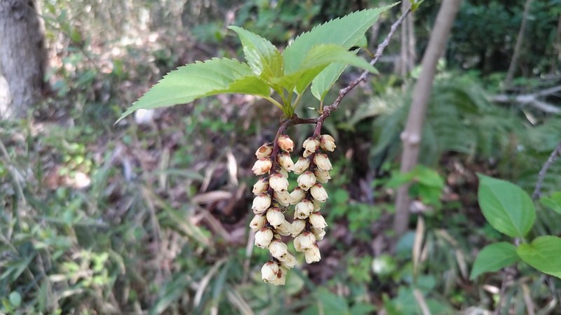 キブシの雌花 横浜市旭区大池町こども自然公園