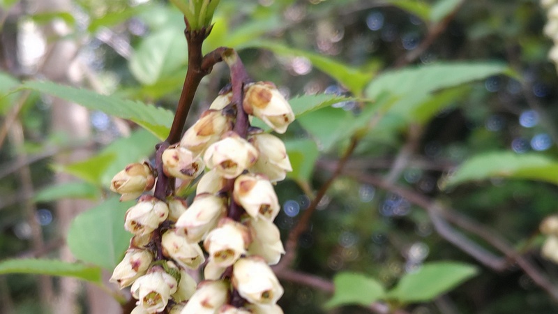 キブシの雌花 横浜市旭区大池町こども自然公園