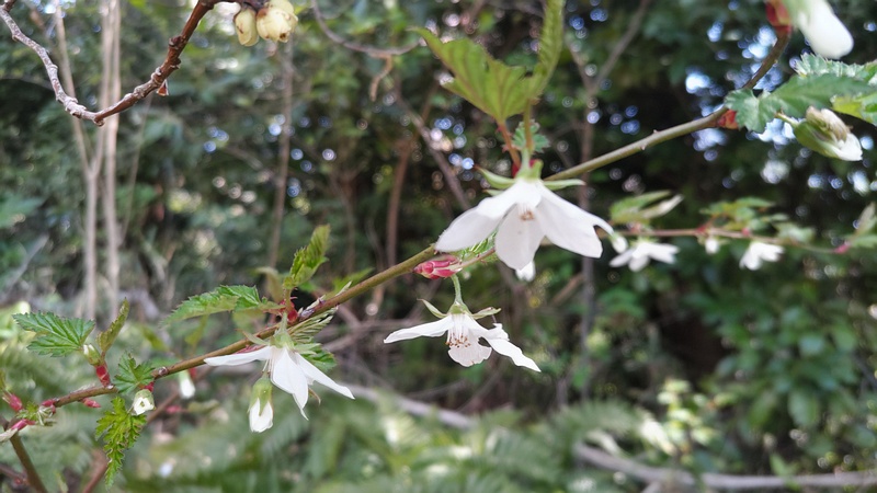 モミジイチゴ 横浜市旭区大池町こども自然公園