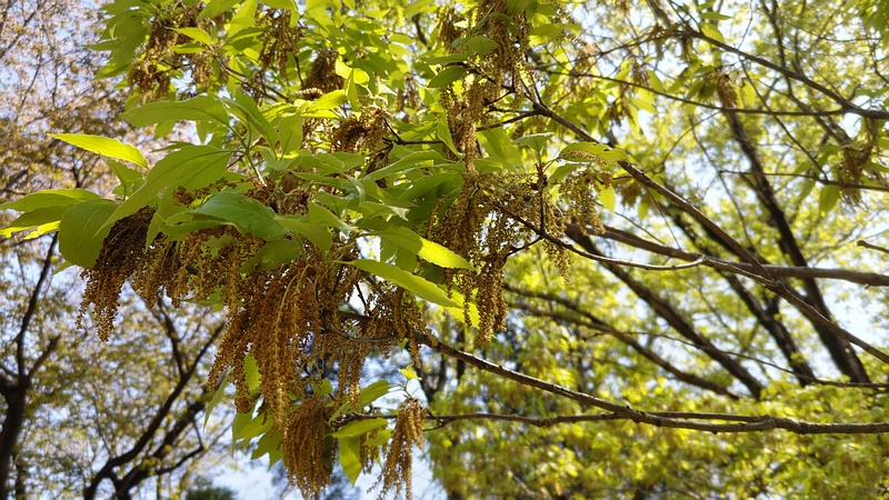 コナラの花 横浜市旭区大池町こども自然公園