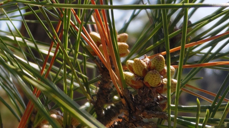 クロマツの蕾 横浜市旭区大池町こども自然公園