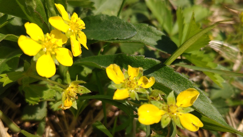 ヘビイチゴの花 横浜市旭区大池町こども自然公園