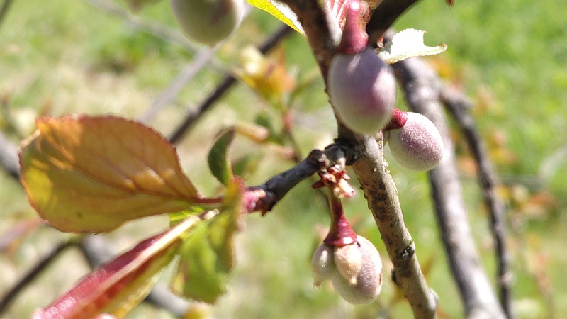 ウメの果実 横浜市旭区大池町こども自然公園