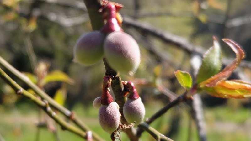 ウメの果実 横浜市旭区大池町こども自然公園