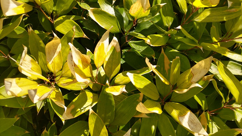 オカメザサ 横浜市旭区大池町こども自然公園