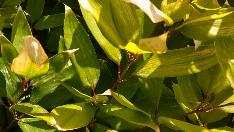オカメザサ 横浜市旭区大池町こども自然公園