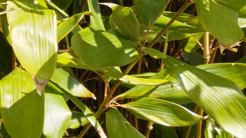オカメザサ 横浜市旭区大池町こども自然公園