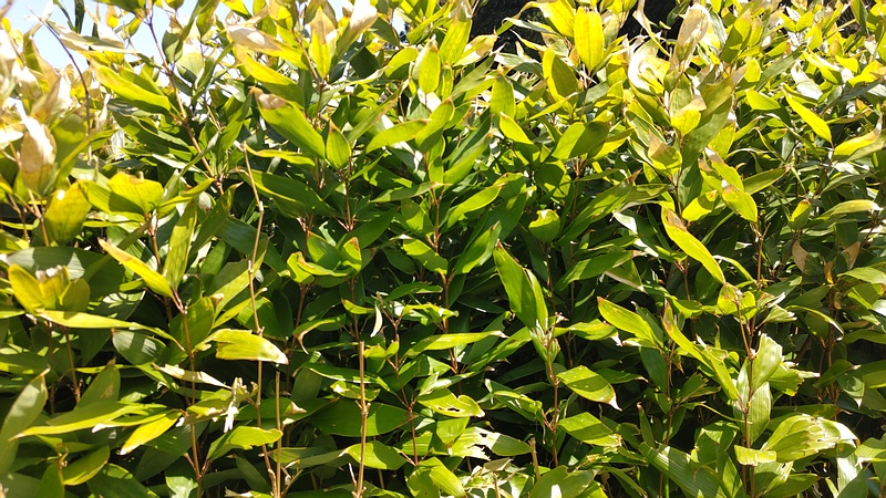 オカメザサ 横浜市旭区大池町こども自然公園