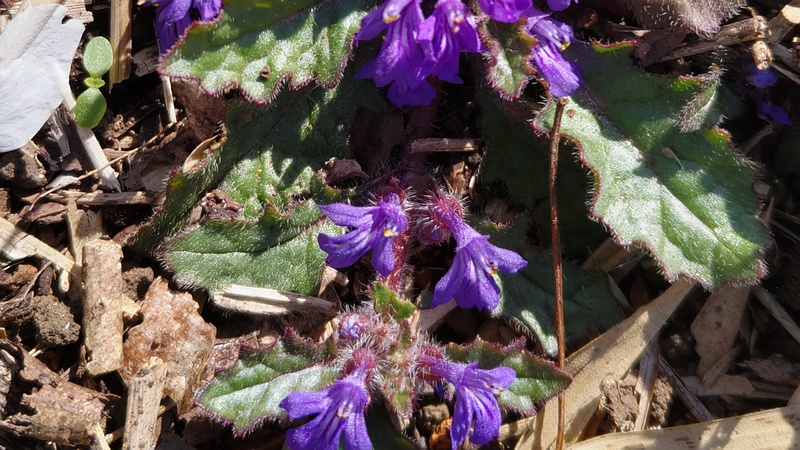 キランソウの花 横浜市旭区大池町こども自然公園