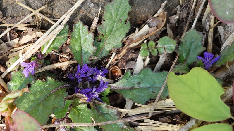 キランソウの花 横浜市旭区大池町こども自然公園