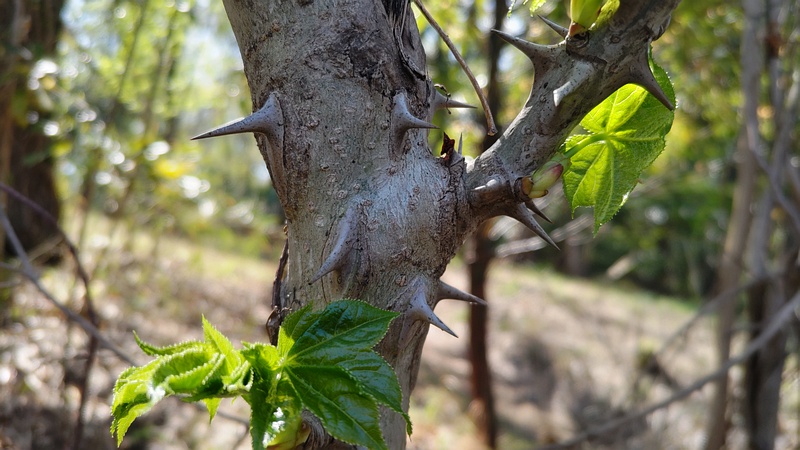 ハリギリ 横浜市旭区大池町こども自然公園