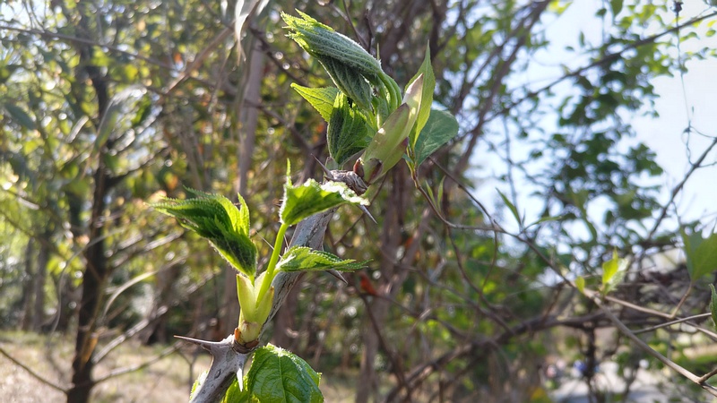 ハリギリ 横浜市旭区大池町こども自然公園