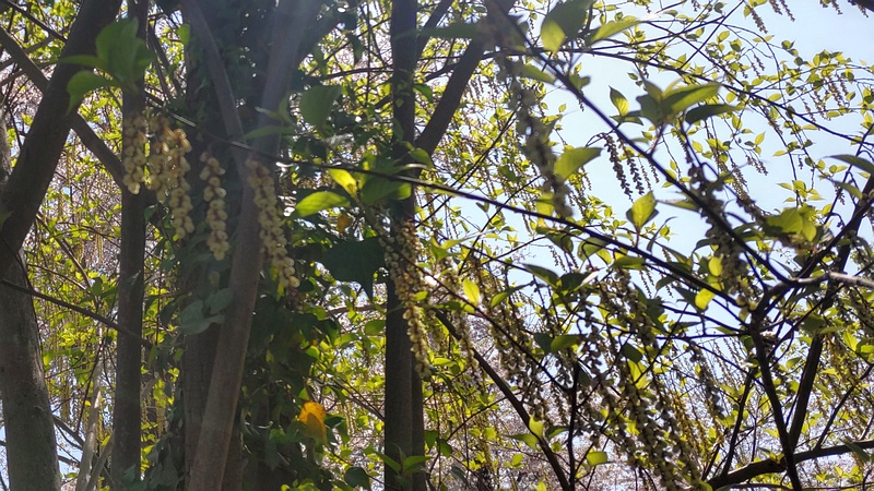 キブシの花 横浜市旭区大池町こども自然公園