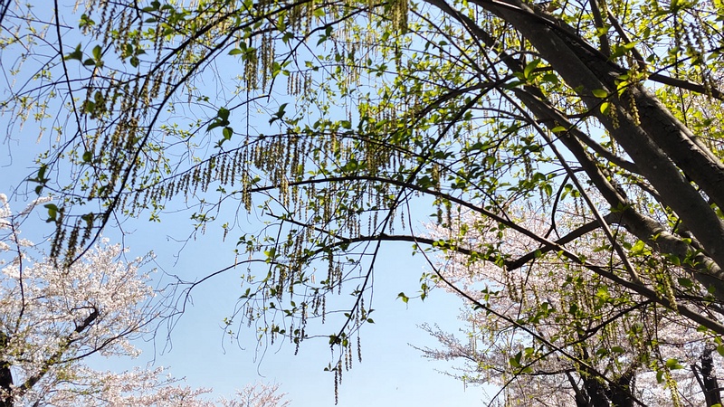 キブシの花 横浜市旭区大池町こども自然公園