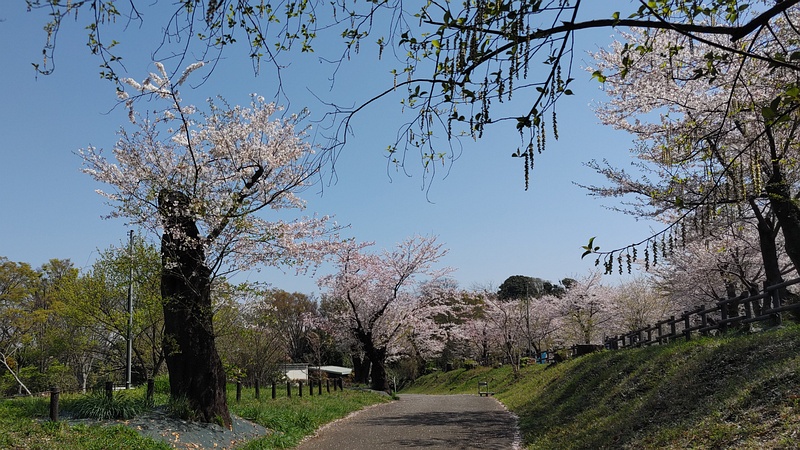 ソメイヨシノ 横浜市旭区大池町こども自然公園