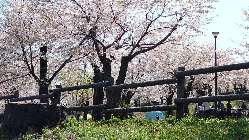 ソメイヨシノ 横浜市旭区大池町こども自然公園