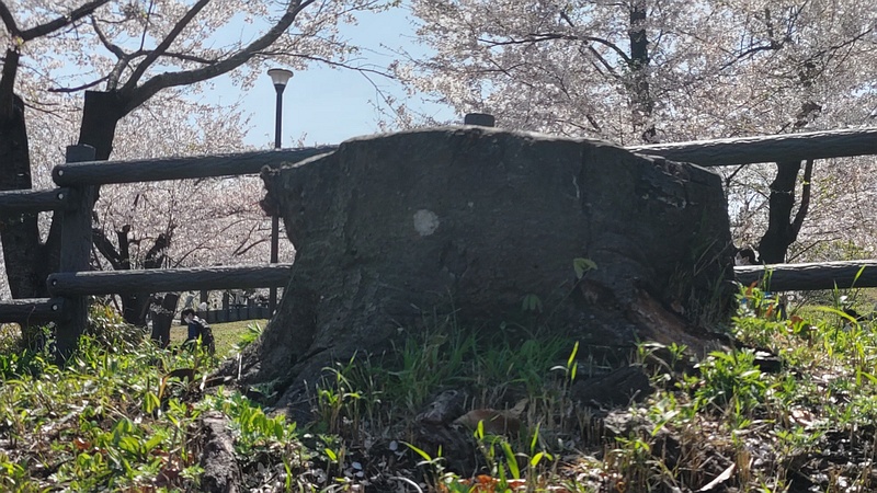 ソメイヨシノ 横浜市旭区大池町こども自然公園