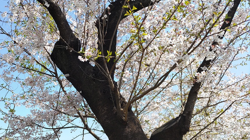 オオシマザクラ 横浜市旭区大池町こども自然公園