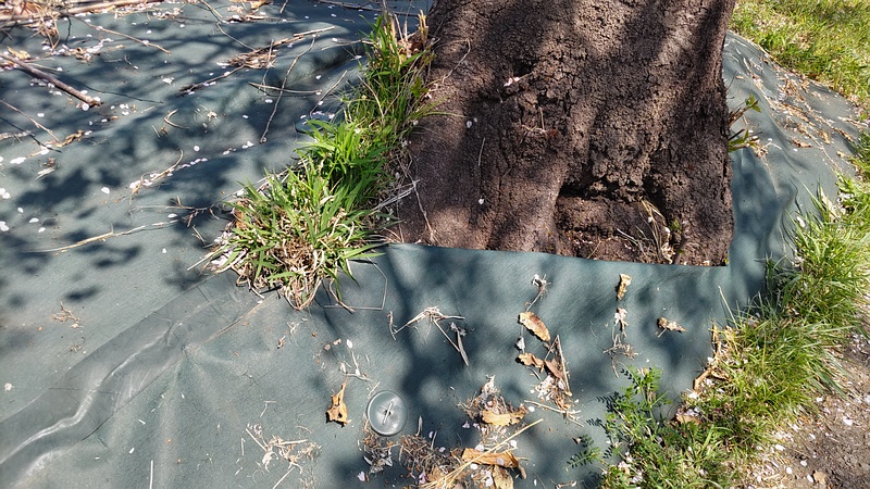 ソメイヨシノの防草シート 横浜市旭区大池町こども自然公園