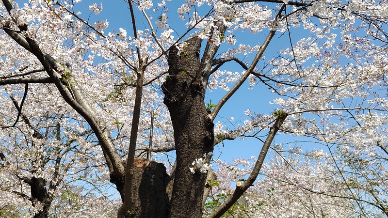 ソメイヨシノ 横浜市旭区大池町こども自然公園