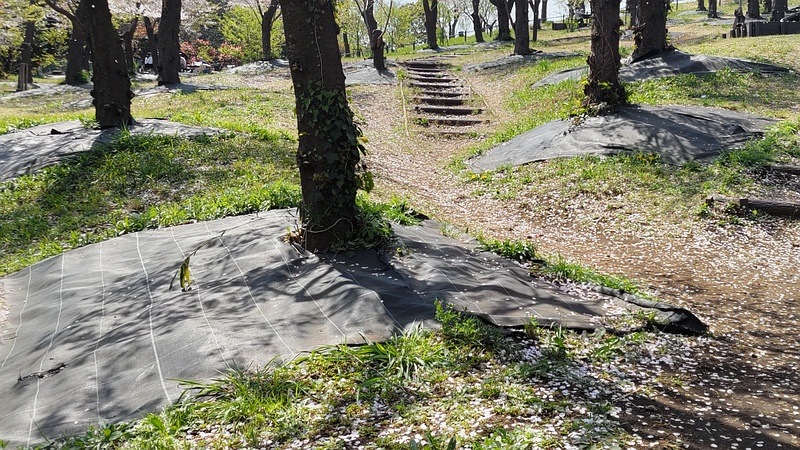 ソメイヨシノ 横浜市旭区大池町こども自然公園