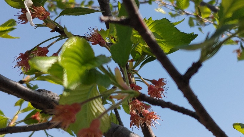 ソメイヨシノの萼片 横浜市旭区大池町こども自然公園