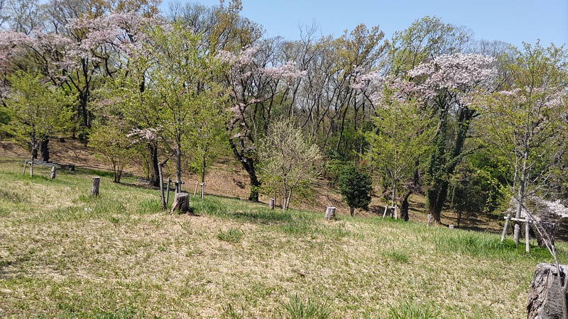 ジンダイアケボノ、ソメイヨシノ 横浜市旭区大池町こども自然公園