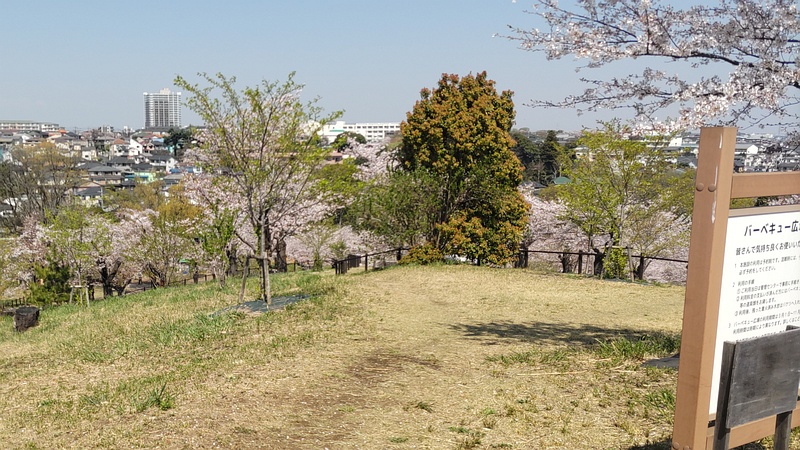 ジンダイアケボノ、ソメイヨシノ 横浜市旭区大池町こども自然公園