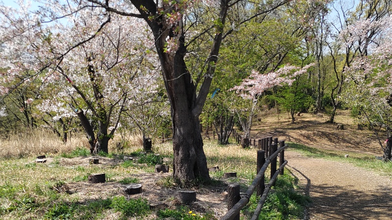 ソメイヨシノ 横浜市旭区大池町こども自然公園