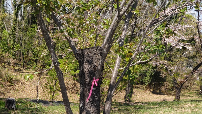 ソメイヨシノの剪定 横浜市旭区大池町こども自然公園
