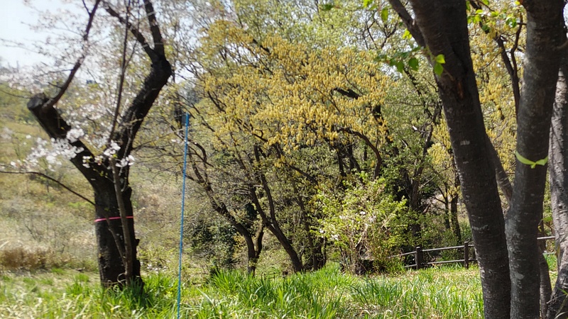 ソメイヨシノ 横浜市旭区大池町こども自然公園