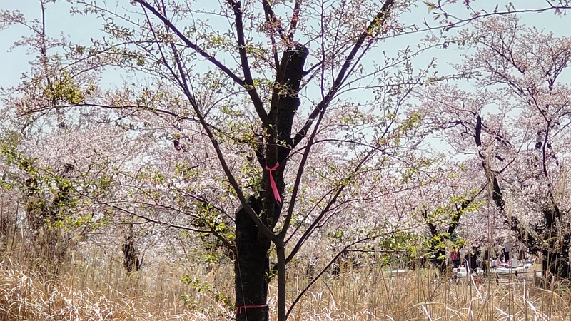 ソメイヨシノ 横浜市旭区大池町こども自然公園