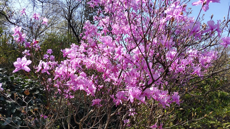 ミツバツツジの花 横浜市旭区大池町こども自然公園