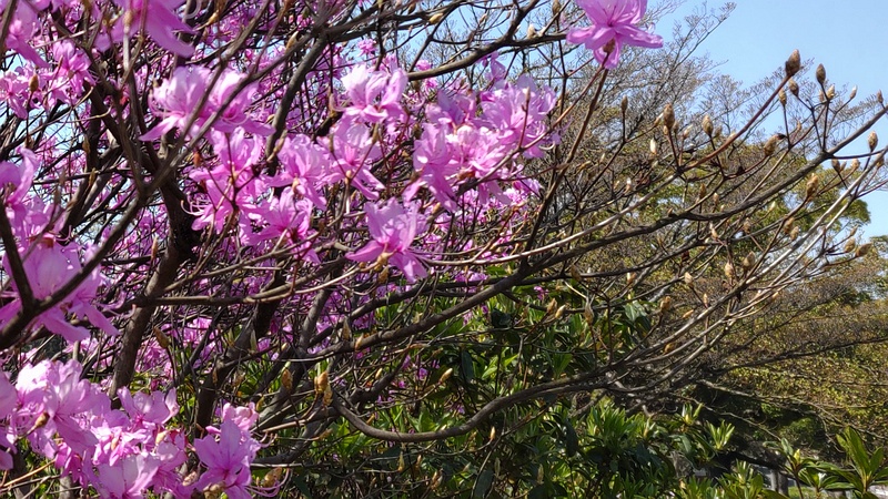 ミツバツツジの花 横浜市旭区大池町こども自然公園