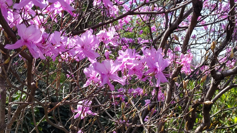 ミツバツツジの花 横浜市旭区大池町こども自然公園
