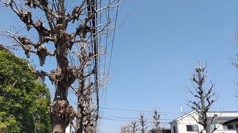 イチョウ 横浜市旭区今宿町