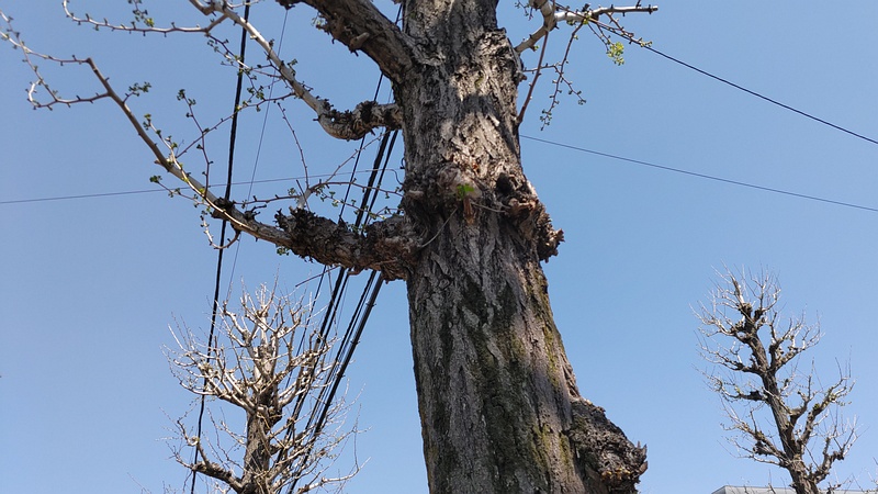 イチョウ 横浜市旭区今宿町