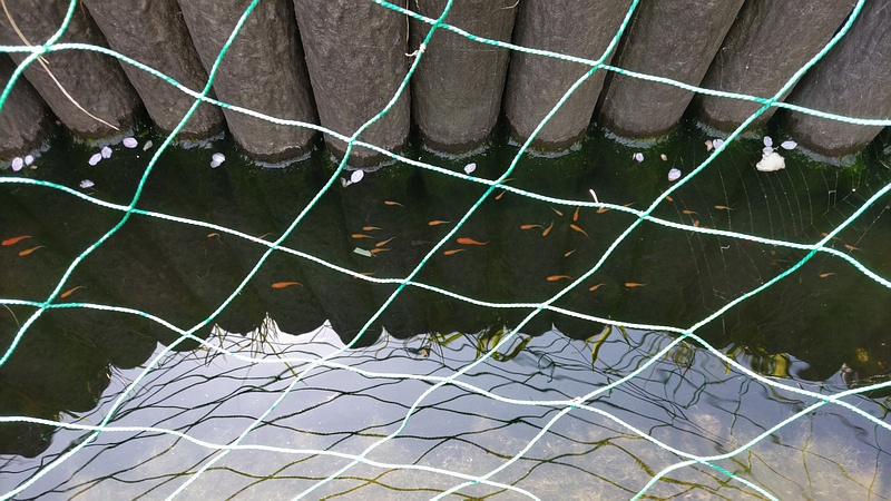 池のメダカ 横浜市旭区今宿中沢公園