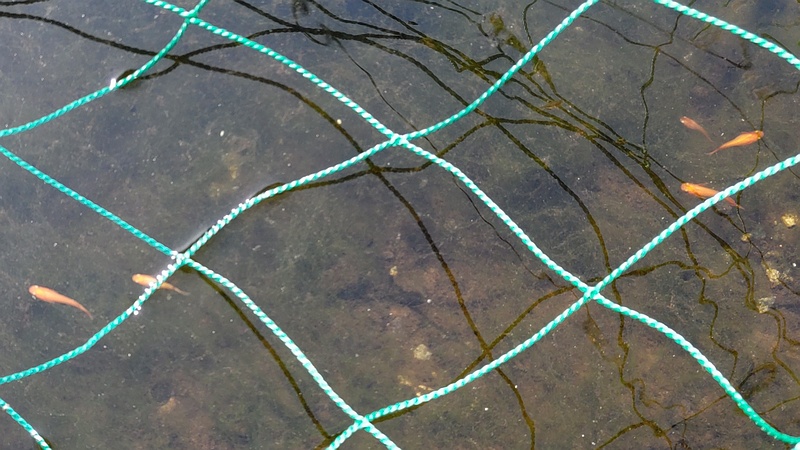 池のメダカ 横浜市旭区今宿中沢公園