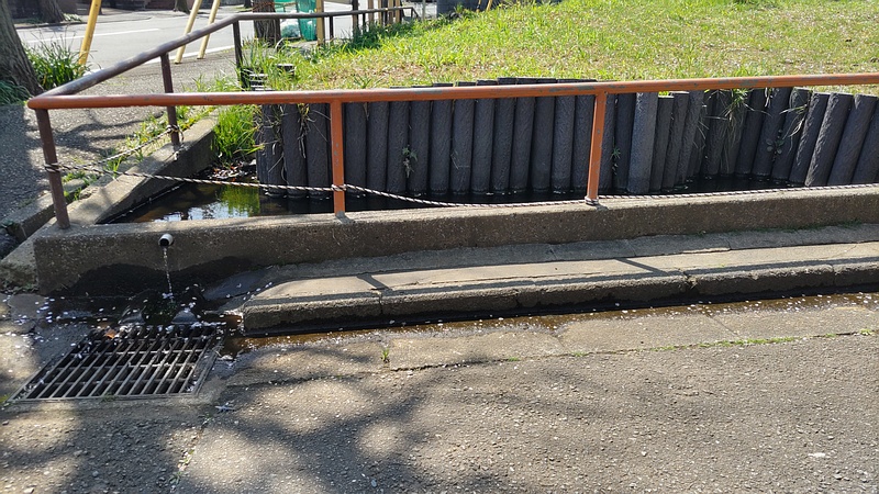 池のメダカ 横浜市旭区今宿中沢公園