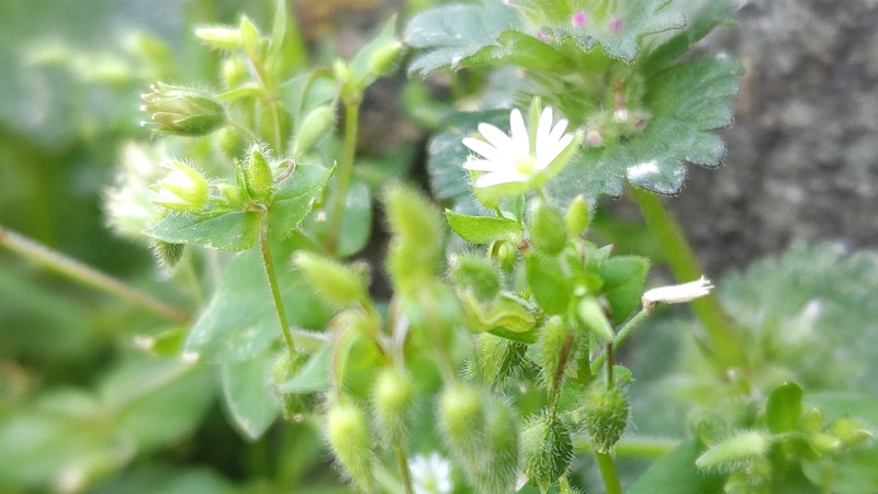 ハコベの花 横浜市旭区今宿南町